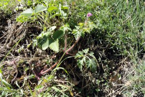 Przyroda wokół Muzeum 10 