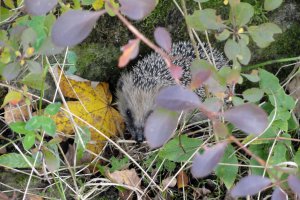 Przyroda wokół Muzeum 11 