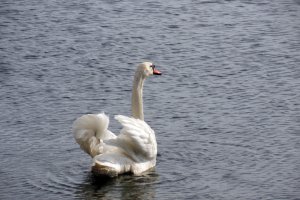 Przyroda wokół Muzeum 12 