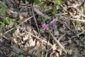 Przyroda wokół Muzeum 13 