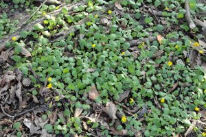 Przyroda wokół Muzeum 14 