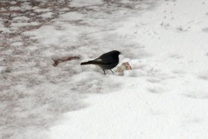 Przyroda wokół Muzeum 15 