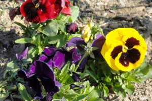 Przyroda wokół Muzeum 16 