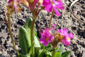 Przyroda wokół Muzeum 17 