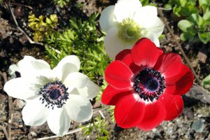 Przyroda wokół Muzeum 18 