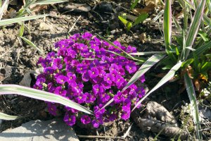 Przyroda wokół Muzeum 19 