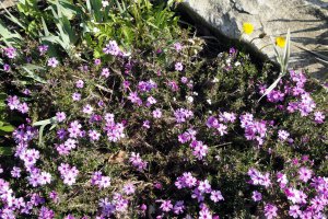 Przyroda wokół Muzeum 21 