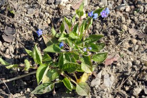 Przyroda wokół Muzeum 22 