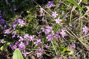 Przyroda wokół Muzeum 23 