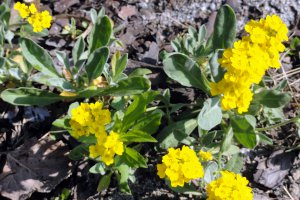 Przyroda wokół Muzeum 25 