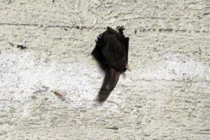 Przyroda wokół Muzeum 26 