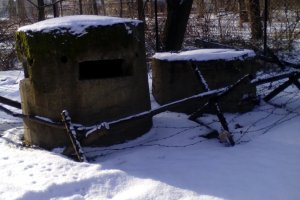 Przyroda wokół Muzeum 29 