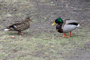 Przyroda wokół Muzeum 6 