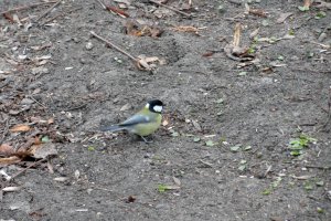 Przyroda wokół Muzeum 8 