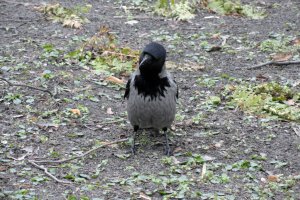 Przyroda wokół Muzeum 9 